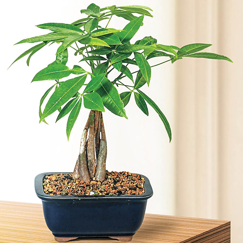 Money Tree care  FlowersEzGo.com