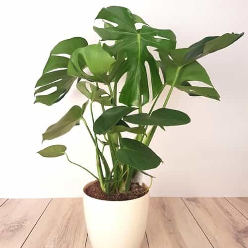 Entretien du Monstera  FlowersEzGo.com