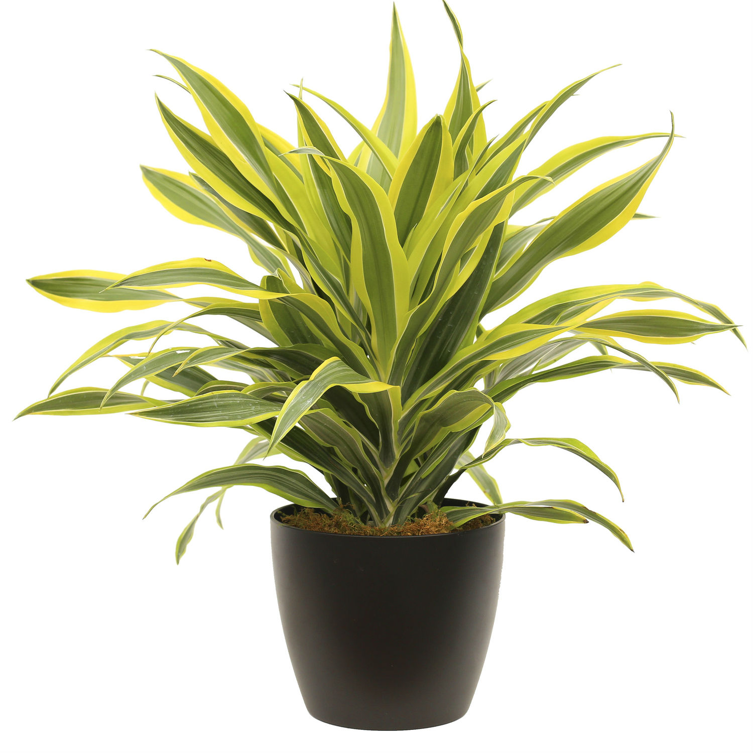 Entretien du Dracna  FlowersEzGo.com