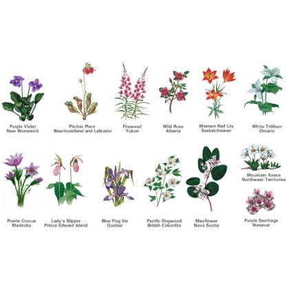 Complete Guide to Province Flowers  FlowersEzGo.com