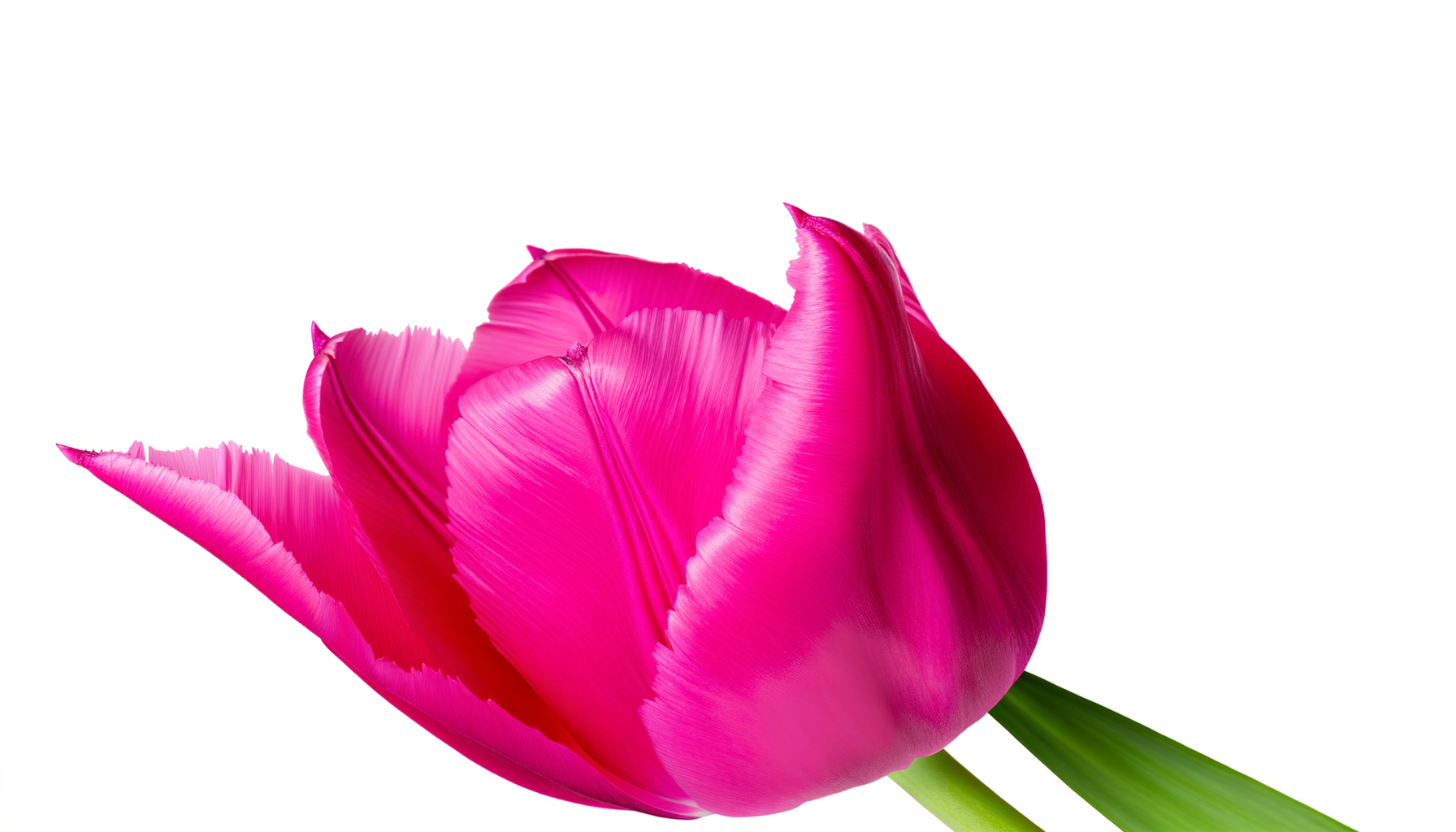 The Gardens Spring Tulip Bouquet (FTD® - 14-S2) FlowersEzGo.com™