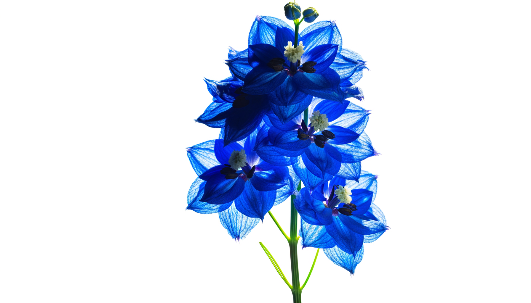 Colors Of The Rainbow Bouquet (WFN® - T282-9A) FlowersEzGo.com™