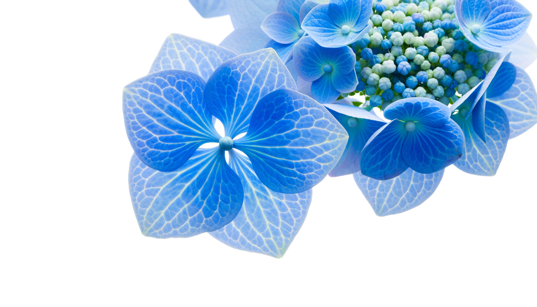 The FTD Clear Skies Bouquet (WFN® - NFGD) FlowersEzGo.com™