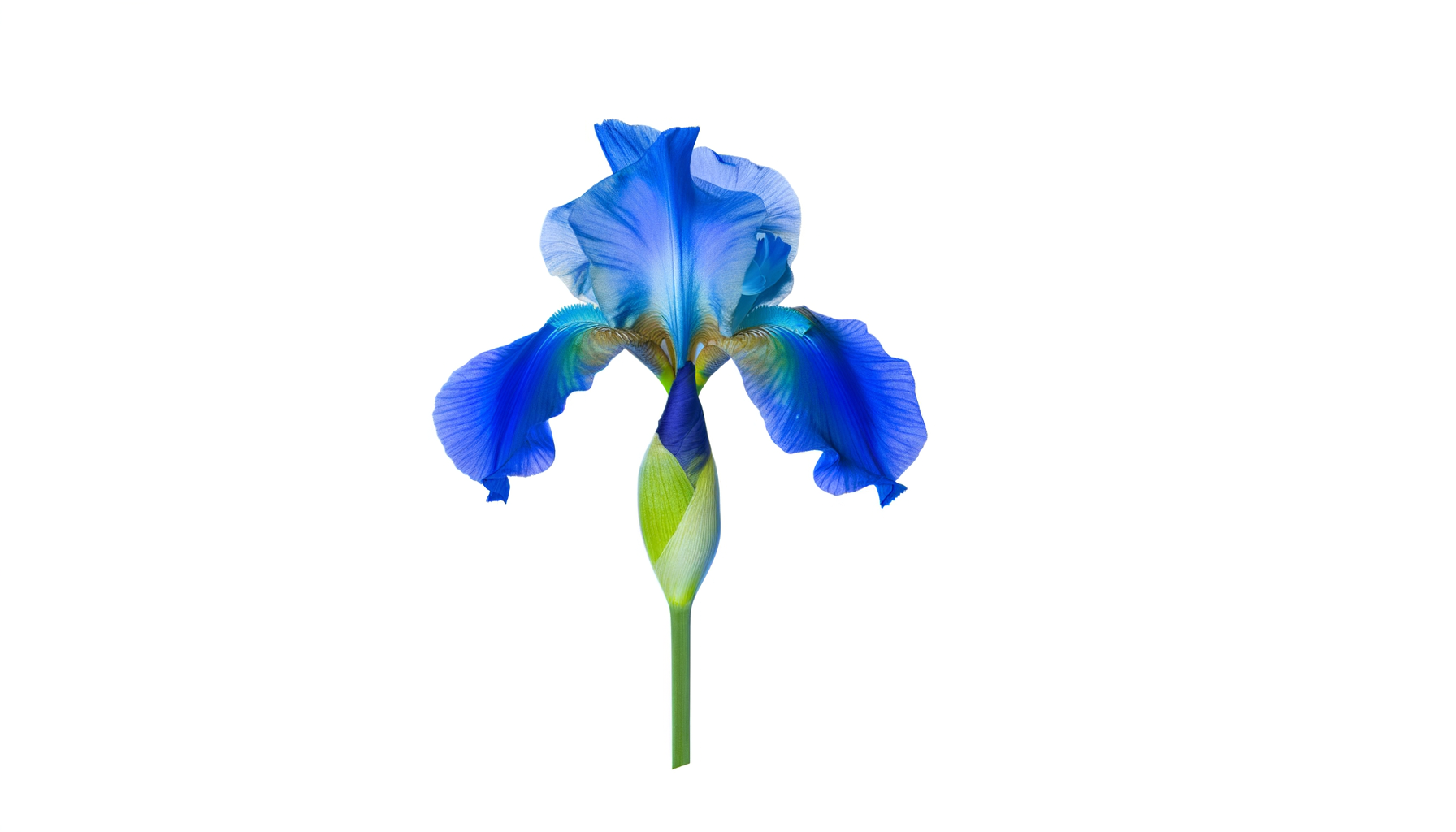 The Natural Wonders Bouquet (FTD® - C2-3434) FlowersEzGo.com™