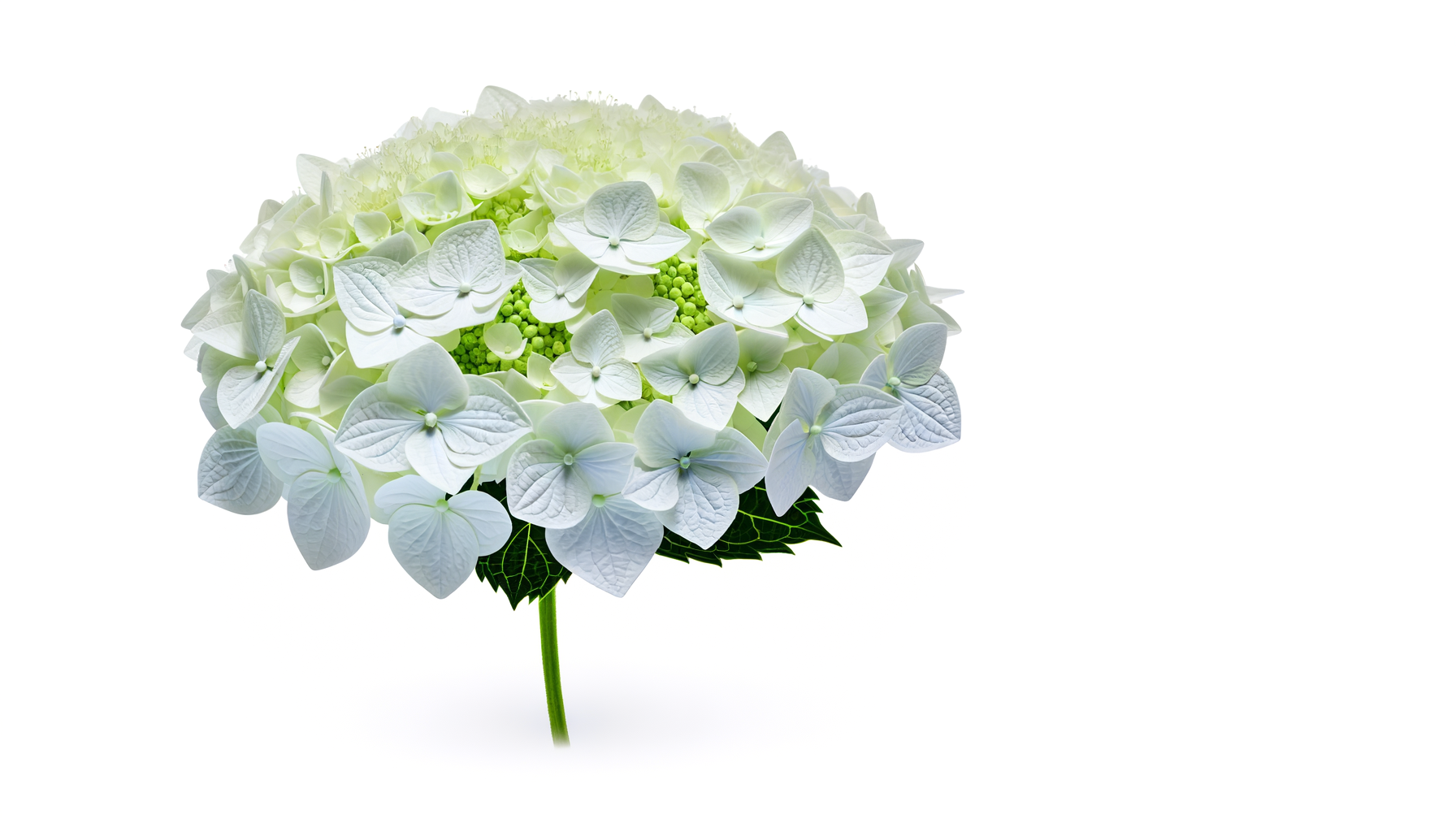 L'Arrangement À la Douce Mémoire (WFN® - S17-4474) LeFleuriste.com™