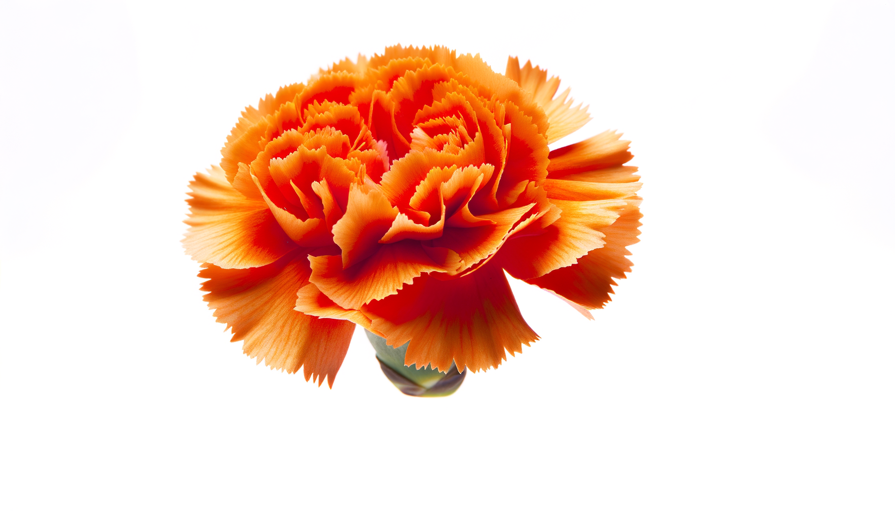 FLEURS -フルール-オーダーメイド Jeu De 32 Cartes Teleflor International – La Transmission Florale