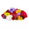 Assorted Flowers