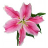Lilies