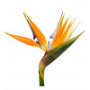Exotic Flowers