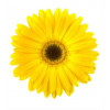 Daisies
