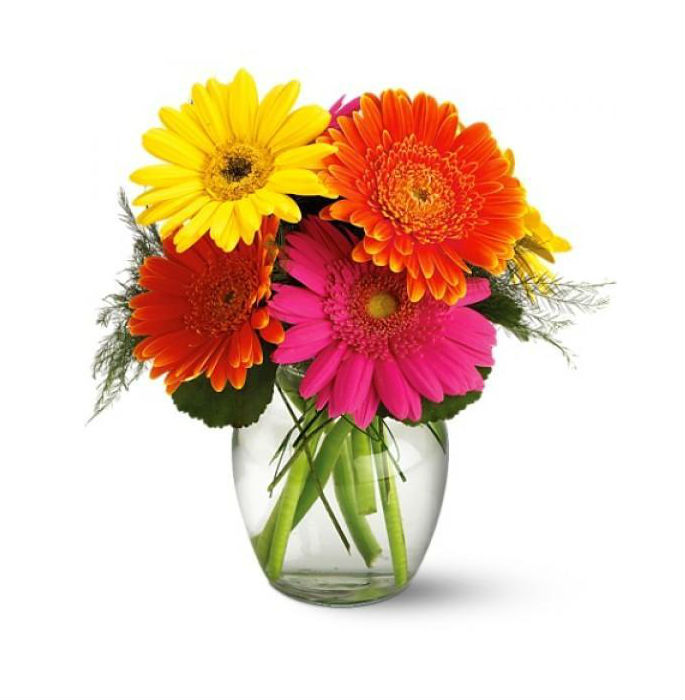 Fiesta de Gerberas