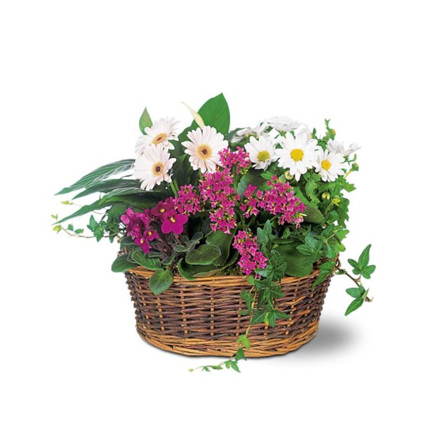 Medium European Basket