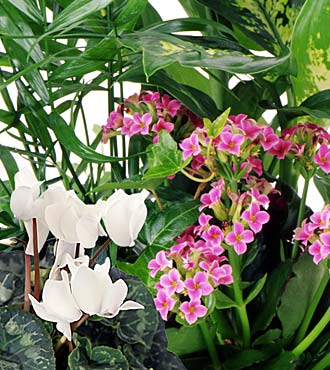 Choix du fleuriste - Plante fleurie