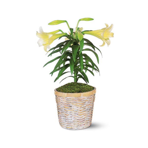 Easter Lily Plant
