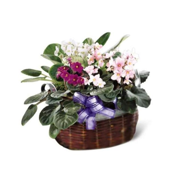 African Violets (FTD® - C36-3559) FlowersEzGo.com™