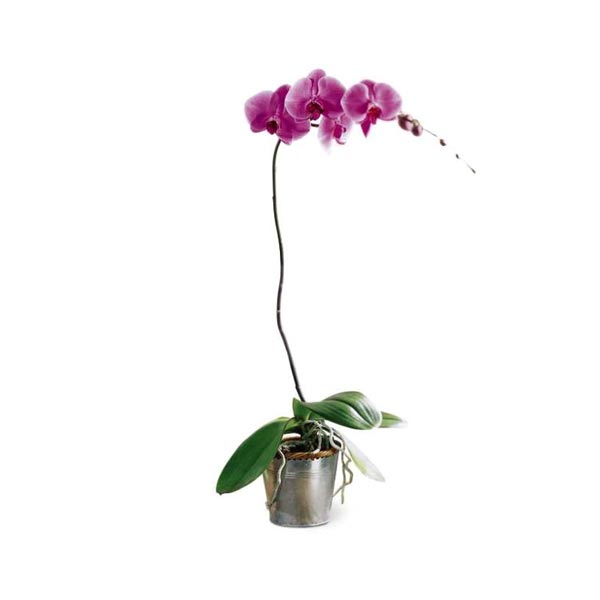 The Lavender Phalaenopsis Orchid