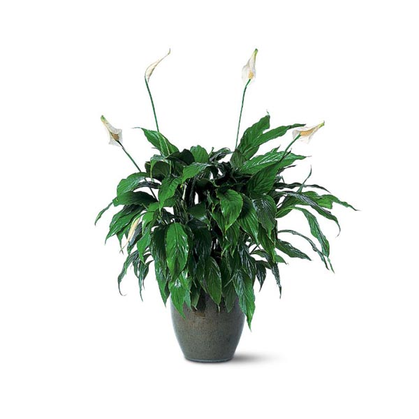 Spathiphyllum Plant
