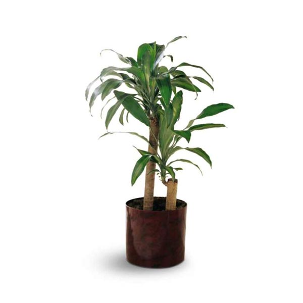 The Corn Plant